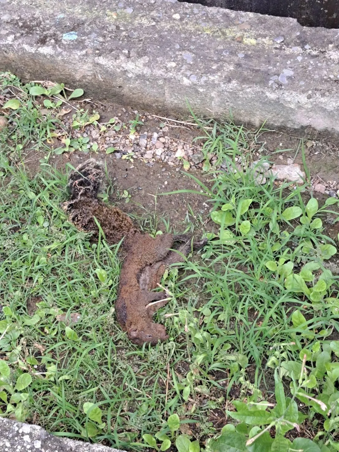台電人員巡線在現場發現遭電擊死亡的松鼠，研判為引發跳電的元兇。（圖／中天新聞）