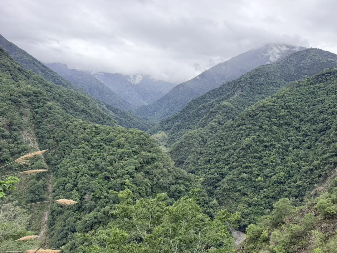 從郡大林道遠眺群山。（圖／林保署南投分署提供）