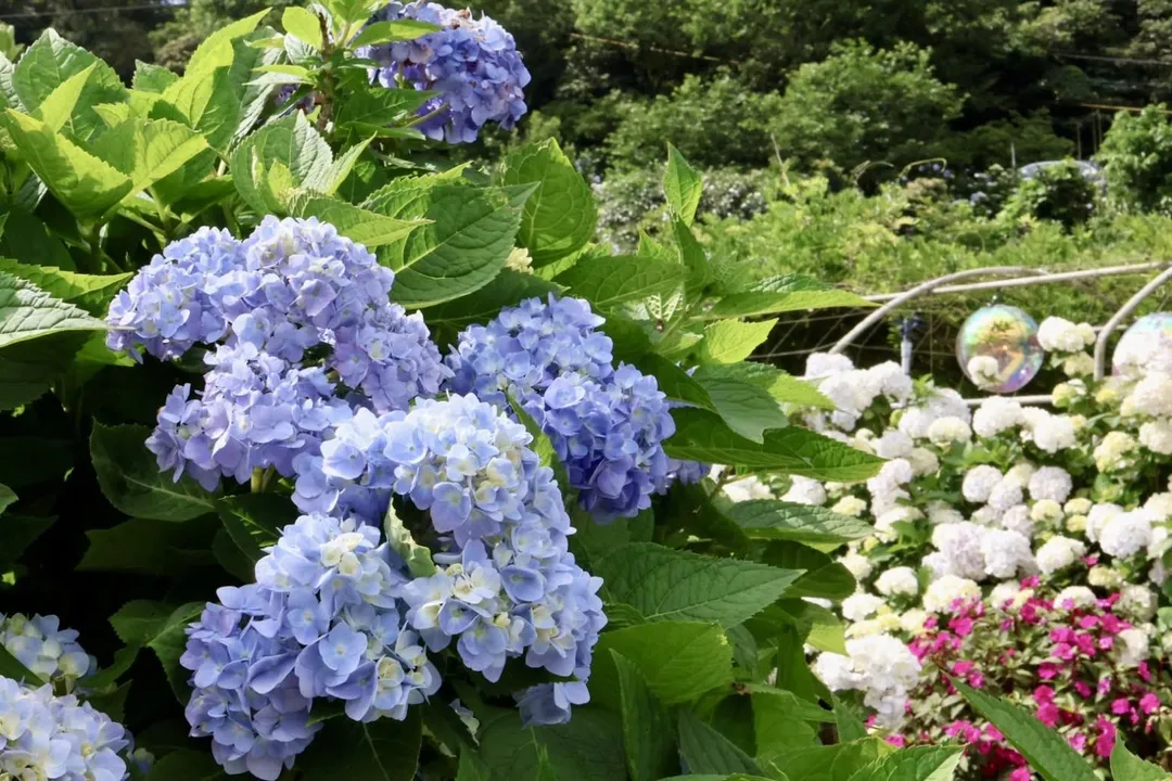 萬里高家繡球花海繽紛盛開，團簇花球開滿山谷，是夏季限定的絕美景色。（圖／新北市政府）
