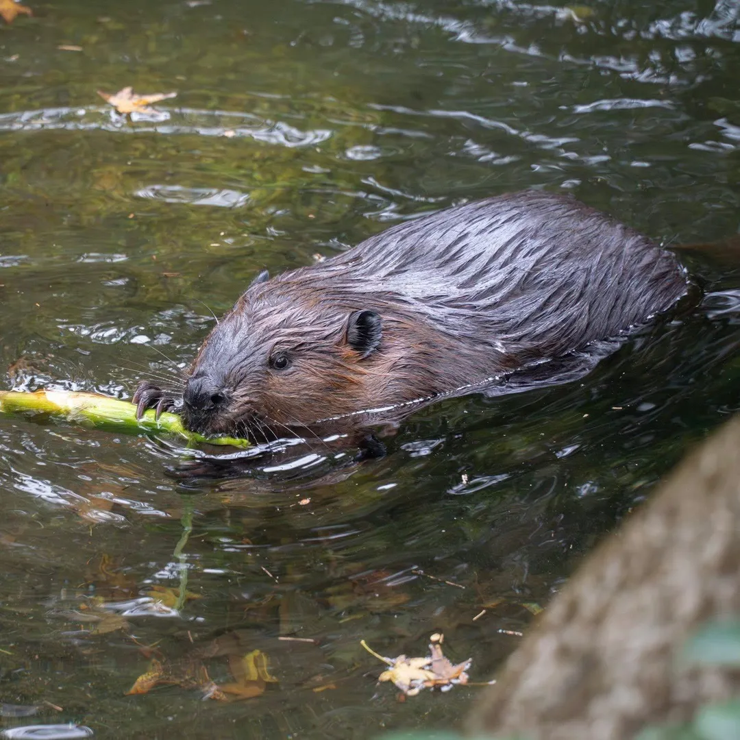 臺北市立動物園春季總入園人數逼近96萬人次。（圖／翻攝Taipei Zoo 臺北市立動物園粉絲團）