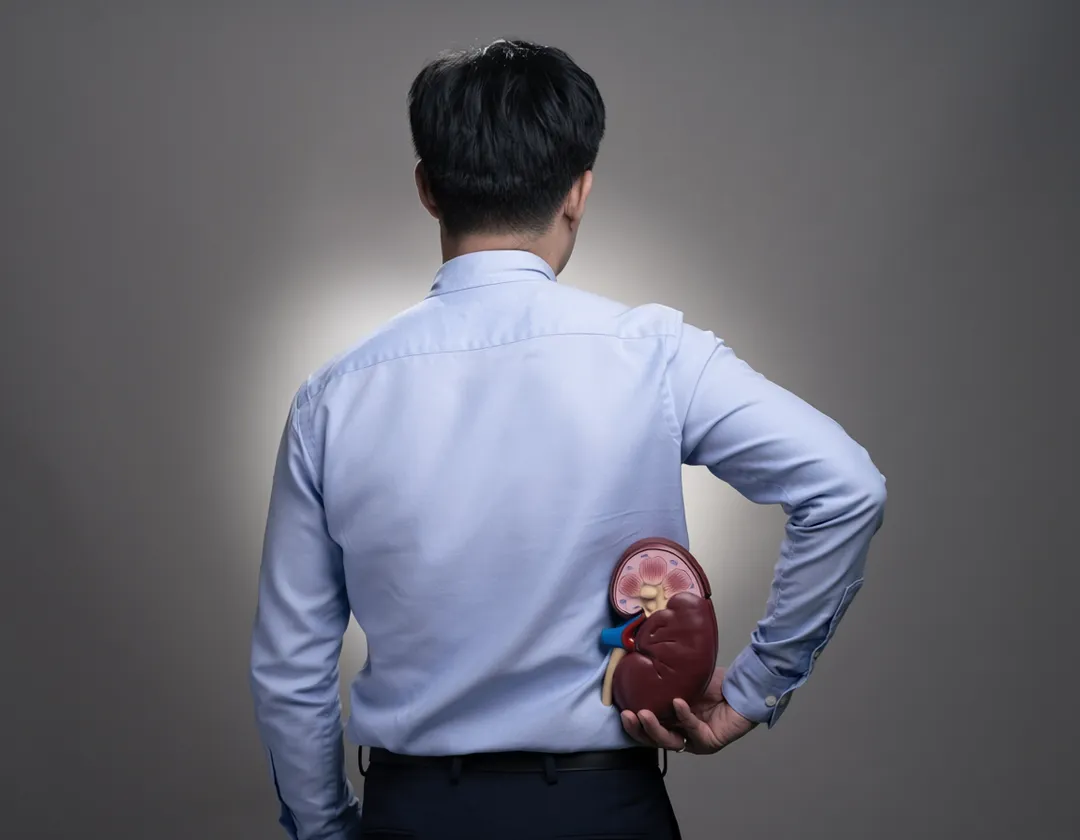 腎臟由多達百萬個微血管濾網所構成,一旦壞膽固醇過高導致血管硬化,這些濾網的功能便會直接喪失,患者將快速走向需要洗腎的不歸路。(示意圖/AI生成)