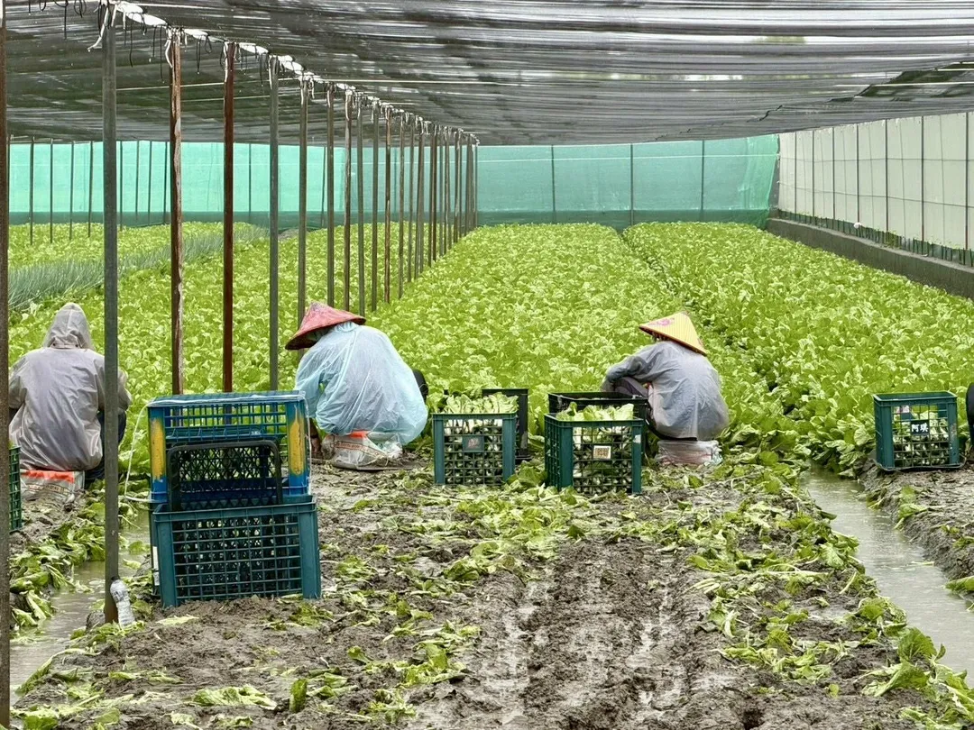 雲林地區豪雨成災,重創西螺、二崙等鄉鎮,短期葉菜類災情慘重,農民急著搶收。(圖/張嘉郡辦公室提供)