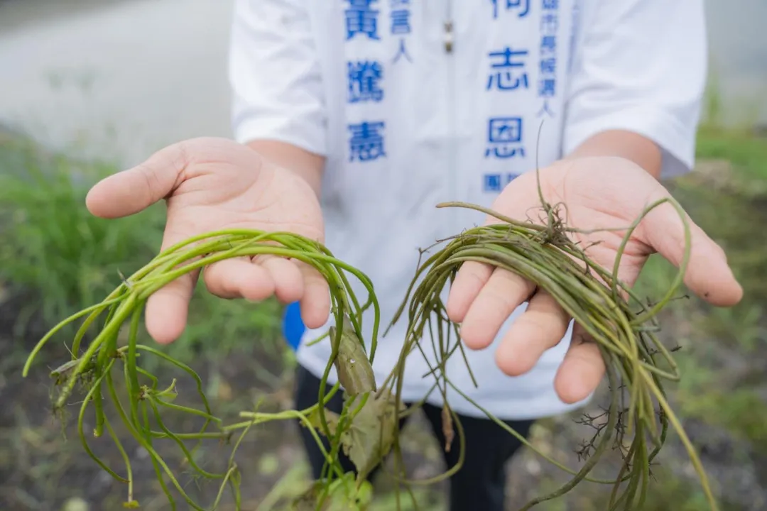 豪雨造成美濃水蓮農損。(圖/柯志恩競辦提供)