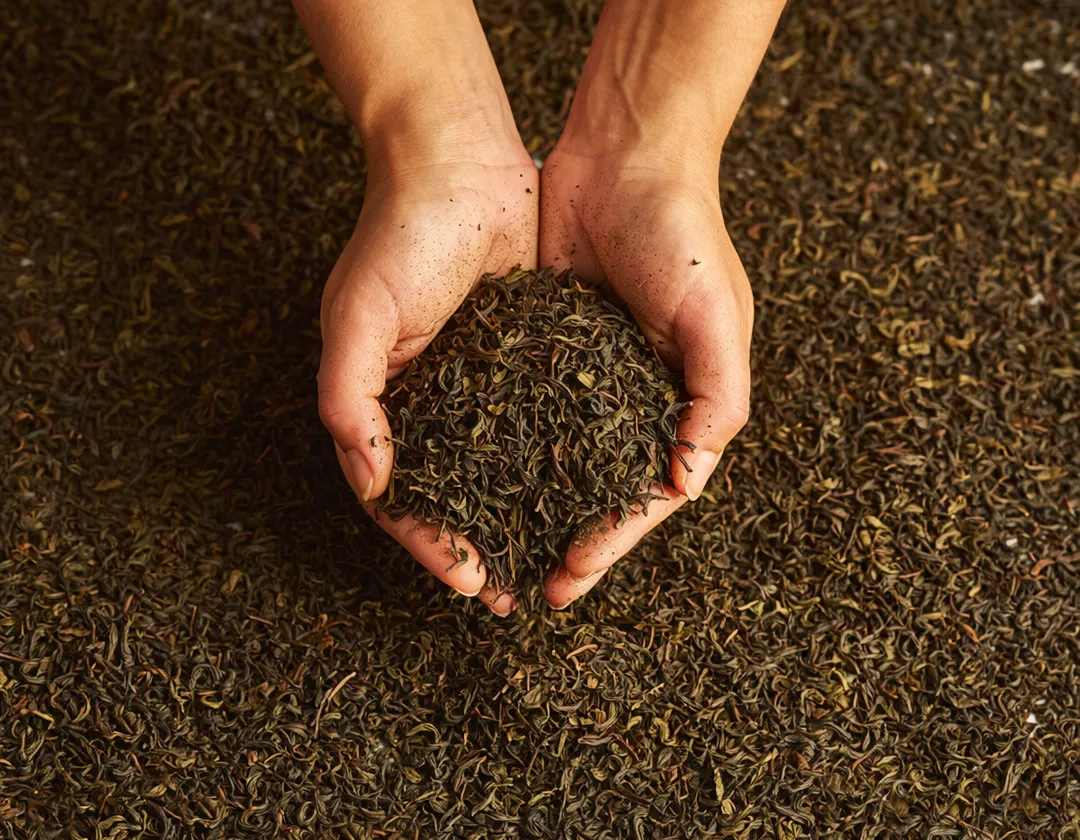 香氣表現方面，烏龍茶康普茶的花香與果香最為突出，綠茶偏向清新草本調性，紅茶與普洱則呈現較厚重的發酵風味。（示意圖／AI生成圖）