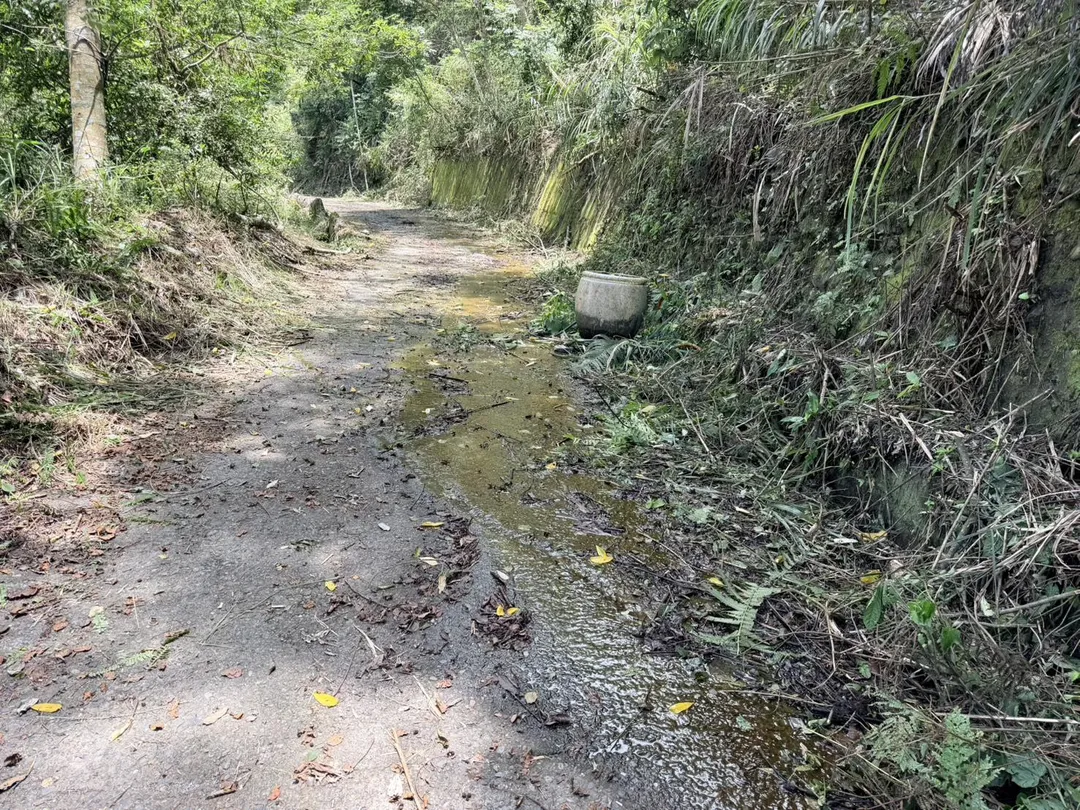 郡大林道8.6K處路面濕滑。（圖／林業及自然保育署南投分署提供）