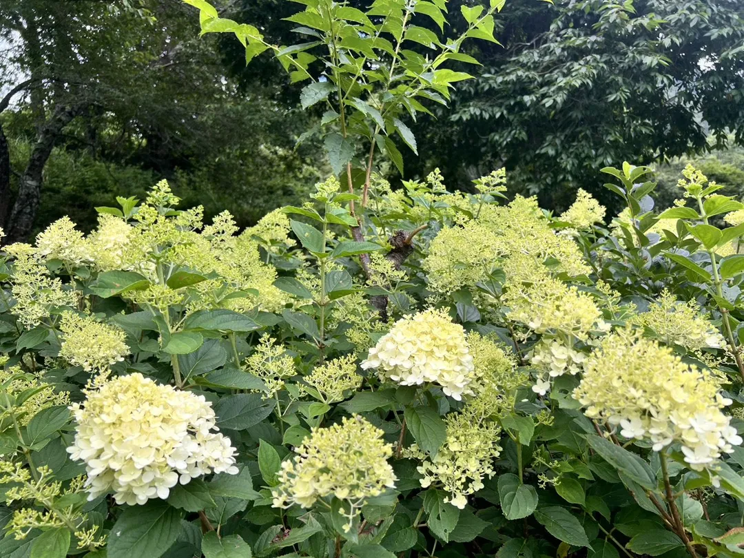 圓錐繡球的花序呈現獨特的圓錐狀或寶塔狀。（圖／中天新聞）