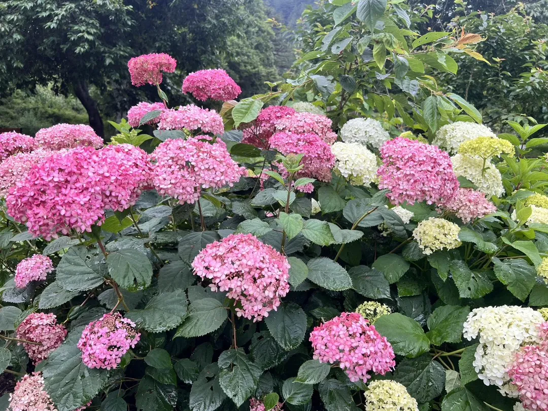 安娜貝爾屬於喬木繡球，擁有巨大如雪球般的花序。（圖／中天新聞）
