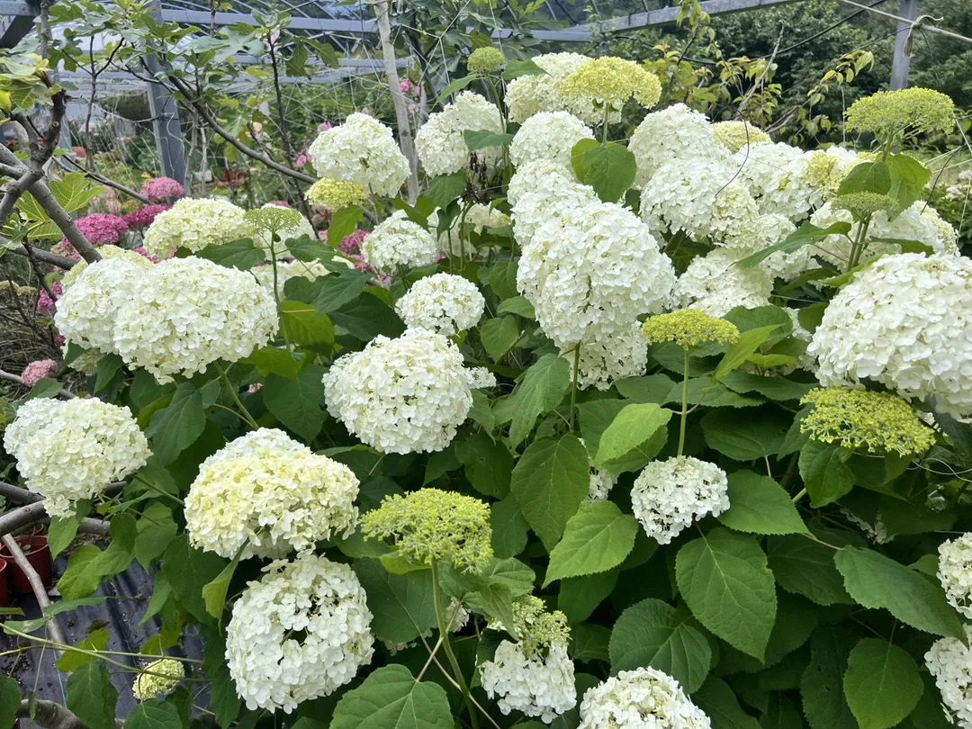 安娜貝爾屬於喬木繡球，擁有巨大如雪球般的花序。（圖／中天新聞）