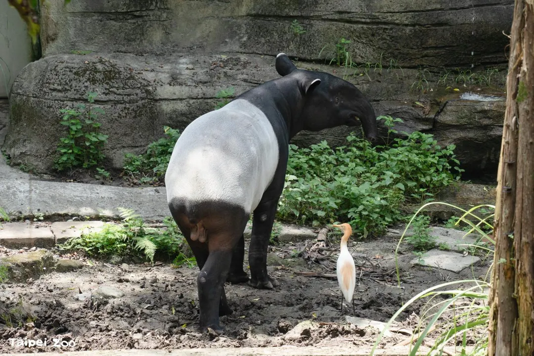 雄性馬來貘Bintang來自新加坡。（圖／北市立動物園提供）