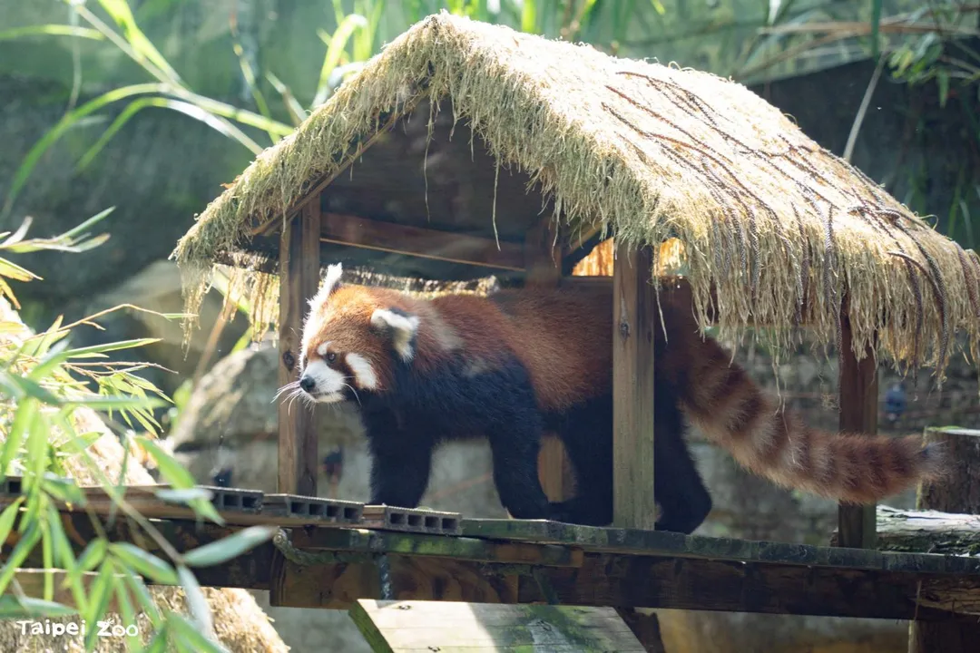來自日本旭山動物園的雌性小貓熊「茜茜」。（圖／北市立動物園提供）