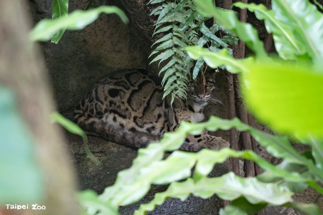 雲豹。（圖／北市立動物園提供）