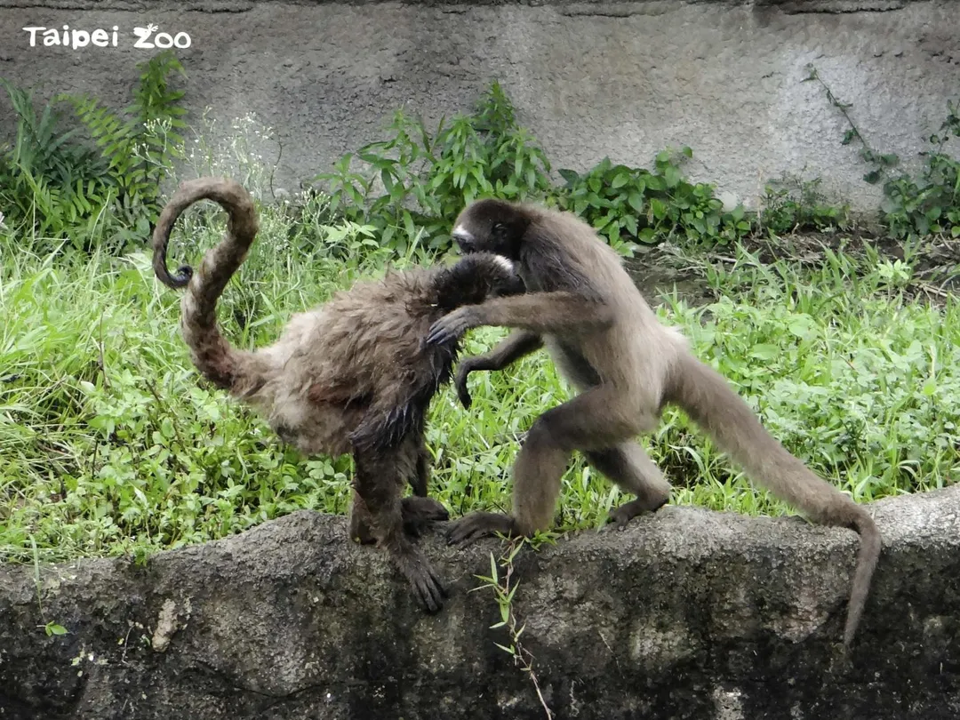 棕蜘蛛猴是社會性動物，有非常豐富的社交行為。（圖／台北市立動物園）
