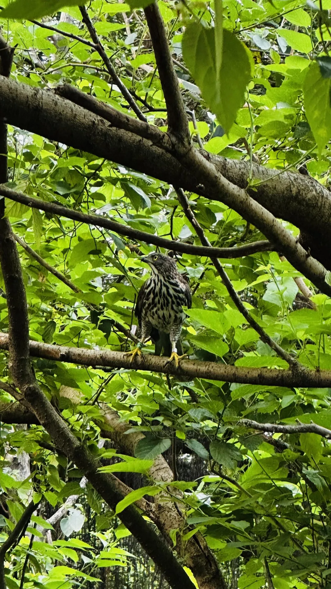 鳳頭蒼鷹現蹤榮星花園公園。（圖／北市公園處提供）