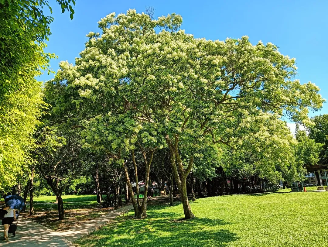 鳳頭蒼鷹現蹤榮星花園公園。（圖／北市公園處提供）