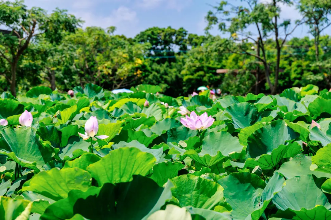 漫步蓮田,感受蓮花綻放與微風吹拂,享受桃園夏日最療癒的風景。(圖/桃園市政府提供)