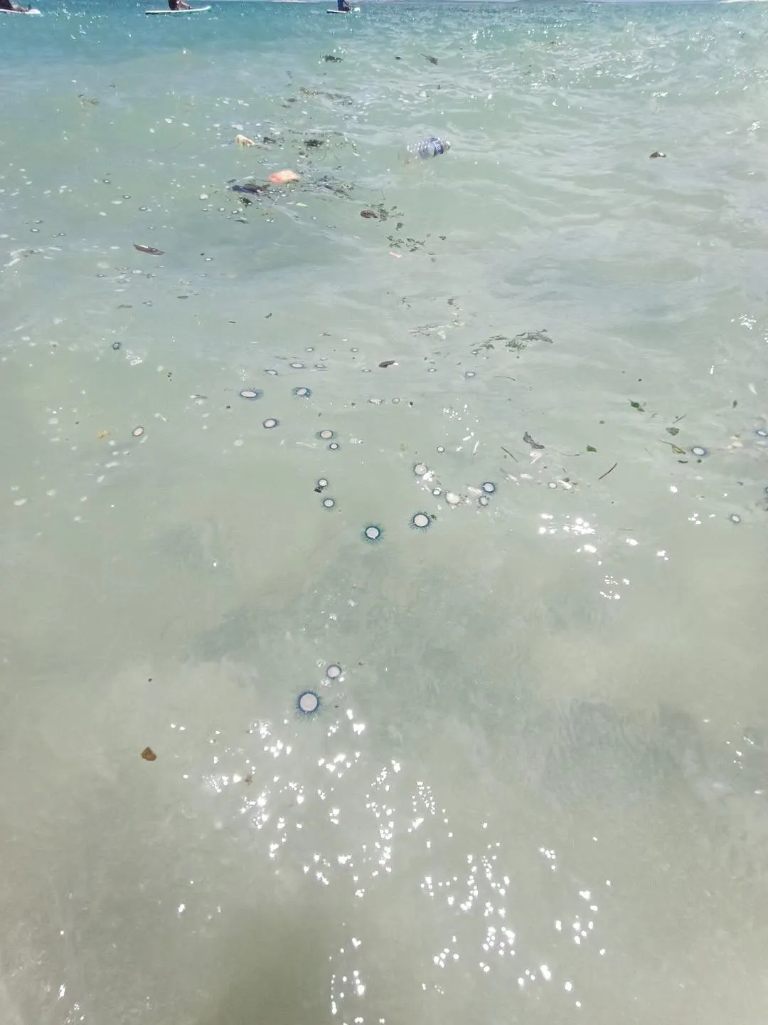 澎湖海域出現大量錢幣水母，西嶼大菓葉及吉貝海面宛如鋪滿硬幣，吸引遊客圍觀。（圖／阿忠潮間帶提供）