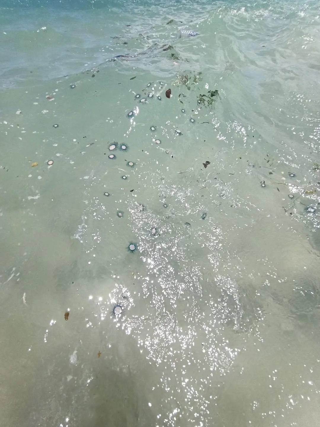 澎湖海域出現大量錢幣水母，西嶼大菓葉及吉貝海面宛如鋪滿硬幣，吸引遊客圍觀。（圖／阿忠潮間帶提供）