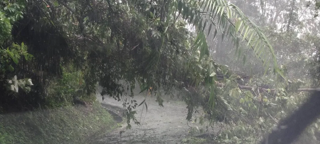 隘蘭聯絡道路樹不敵強風暴雨攔腰折斷，橫跨馬路。（圖／中天新聞）