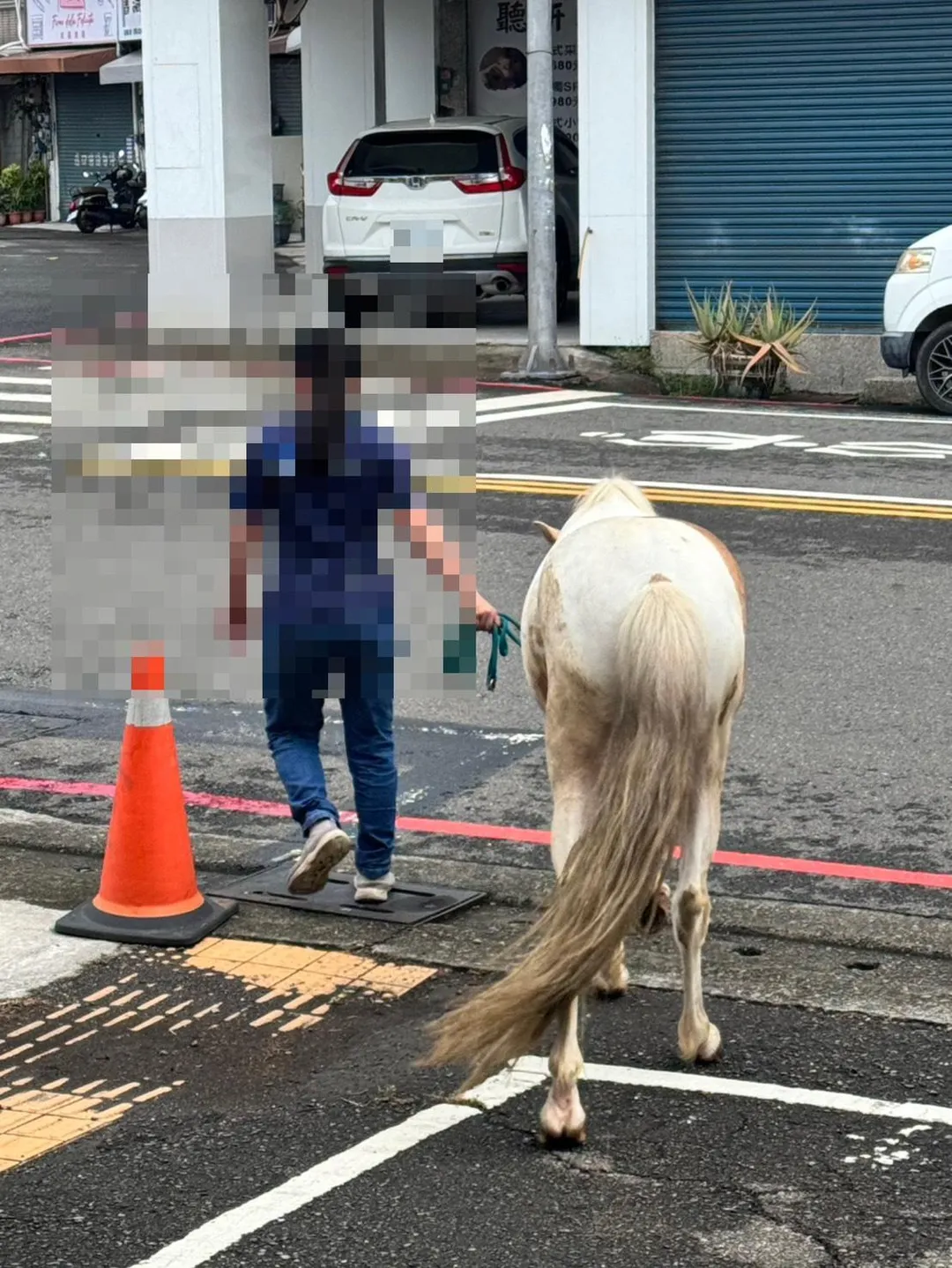 馬兒被發現在街道獨自漫步。（圖／警方提供）