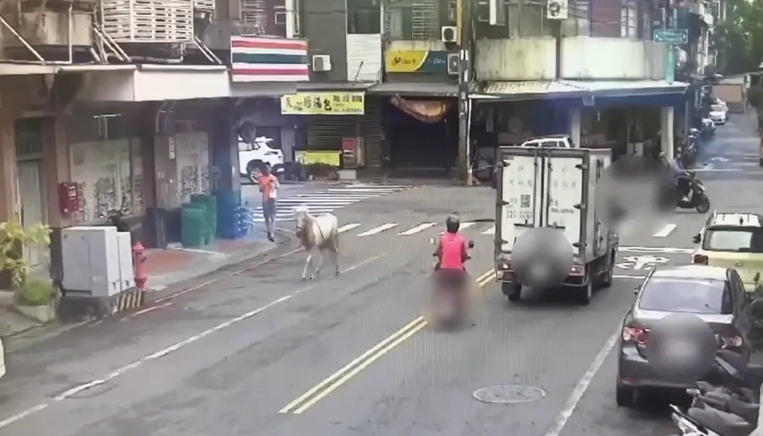 馬兒從對街穿越斑馬線，在路上亂闖。（圖／警方提供）