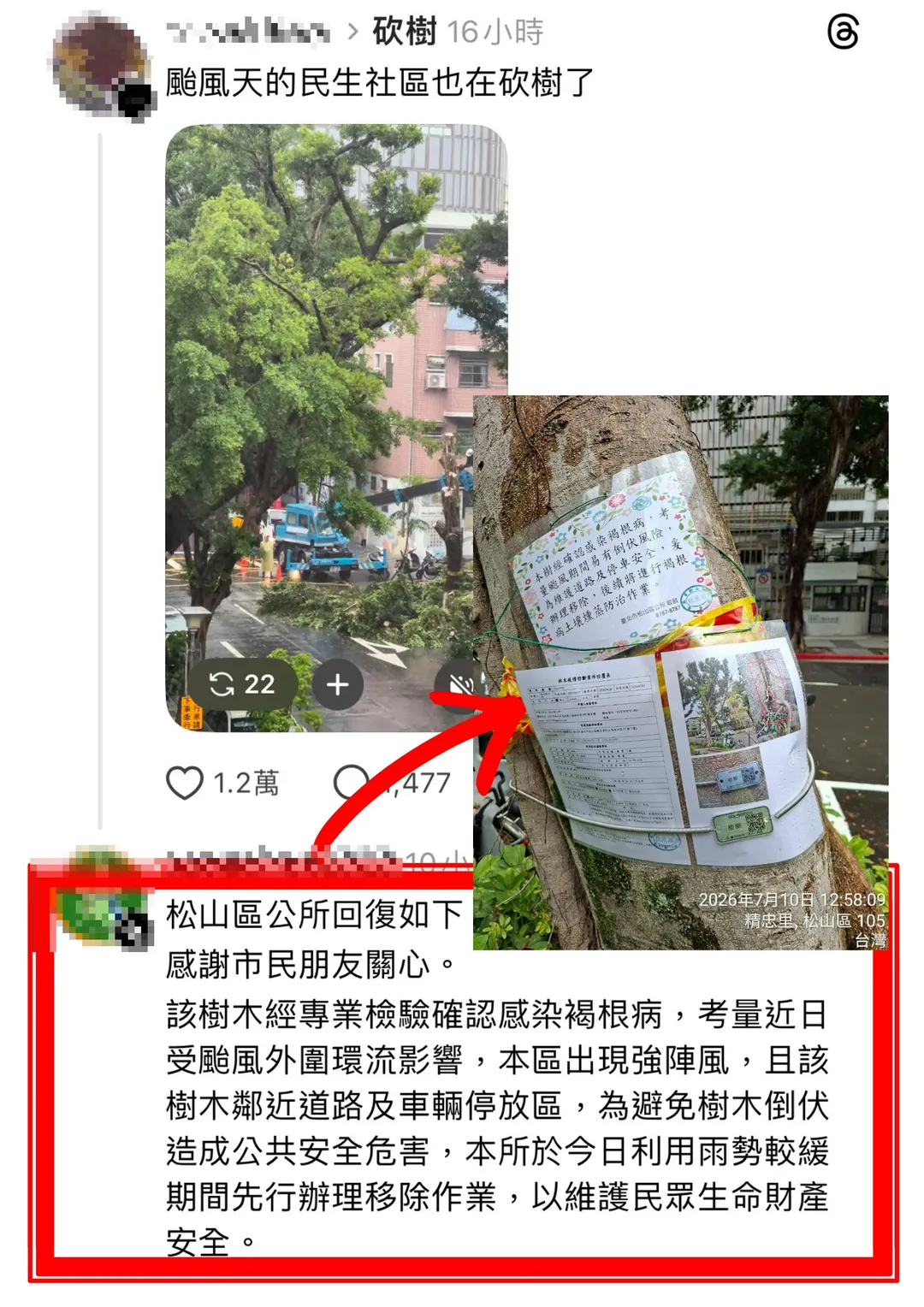 公園處表示，民生社區這一案，松山區公所也已說明，那棵樹確診感染褐根病，而且已事先公告移除原因，同樣為避免颱風樹倒而派工先行處理。（圖／台北市公園處提供）