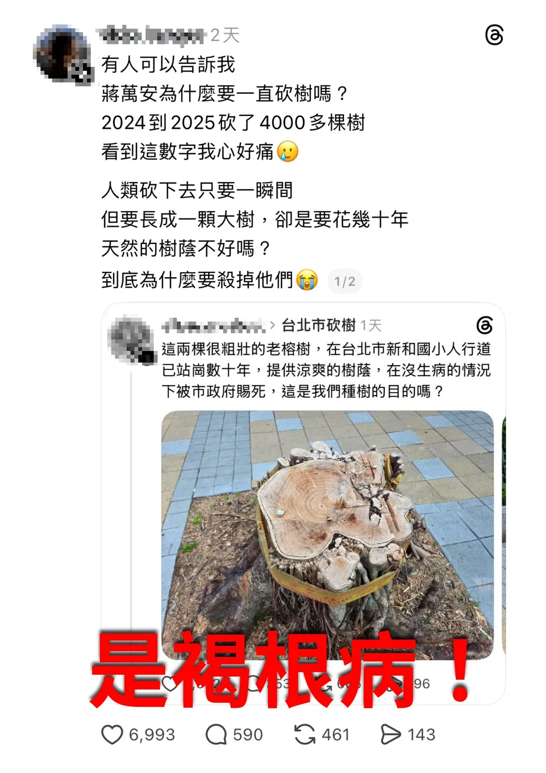公園處表示，新和國小這兩棵樹，公園處4月底請專家會勘過，也是確診感染褐根病，為避免樹倒意外傷及學校孩子，所以派工移除。（圖／台北市公園處提供）
