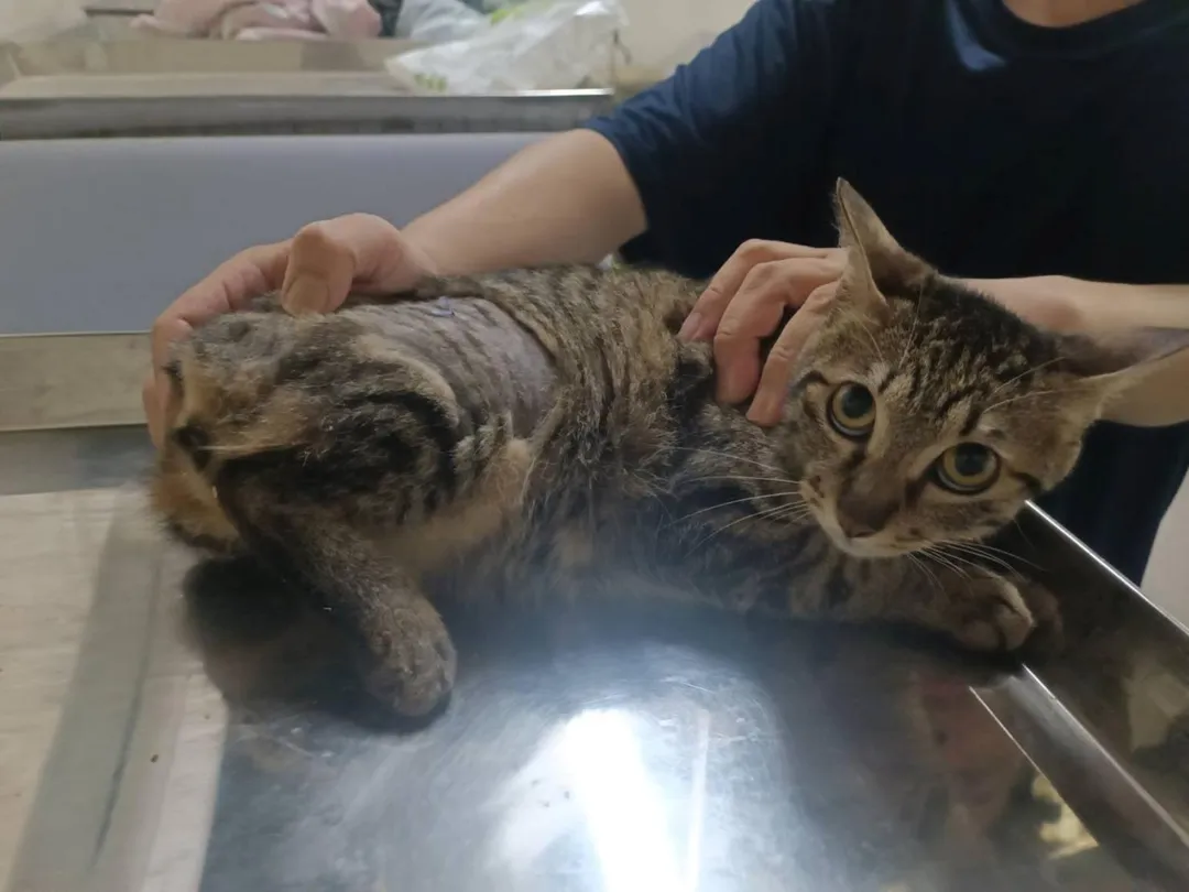 短尾巴已完全康復。（圖／新北市動物保護防疫處提供）