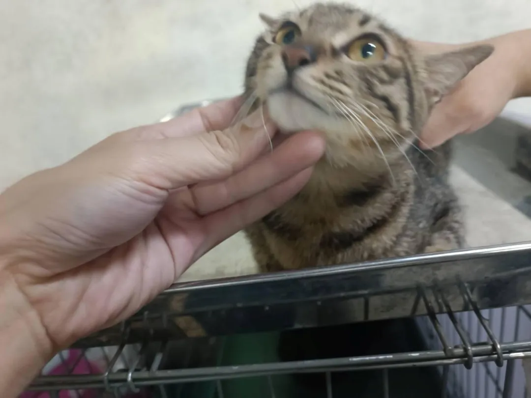 短尾巴恢復健康後喜歡與人互動。（圖／新北市動物保護防疫處提供）