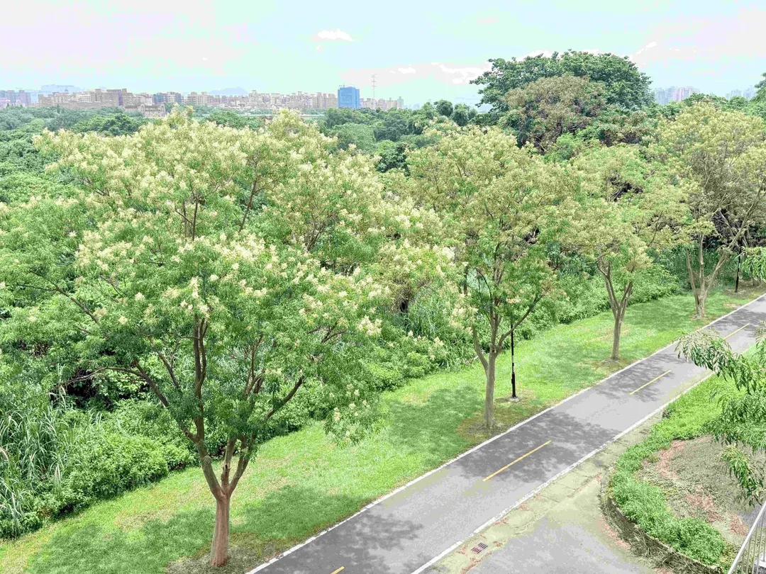 土城河濱光蠟樹綠意成蔭展現河濱生態風貌。(圖/新北市政府高灘地工程管理處)