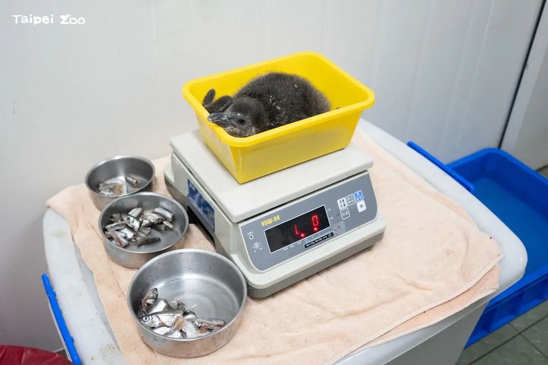企鵝寶寶每日測量體重，觀察活力。（圖／台北市立動物園）