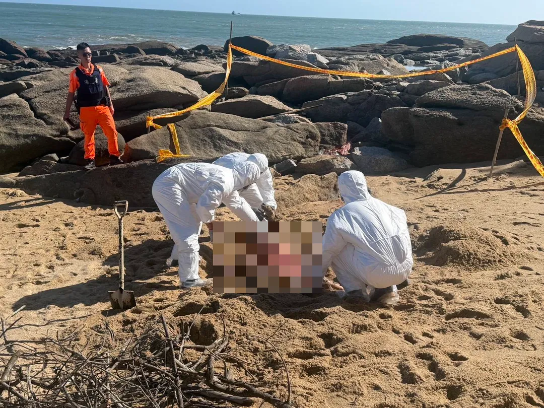 金門新頭沙灘日前出現海漂豬隻屍體，經農業部獸醫研究所確認帶有非洲豬瘟病毒。（圖／金門縣動植物防疫所提供）