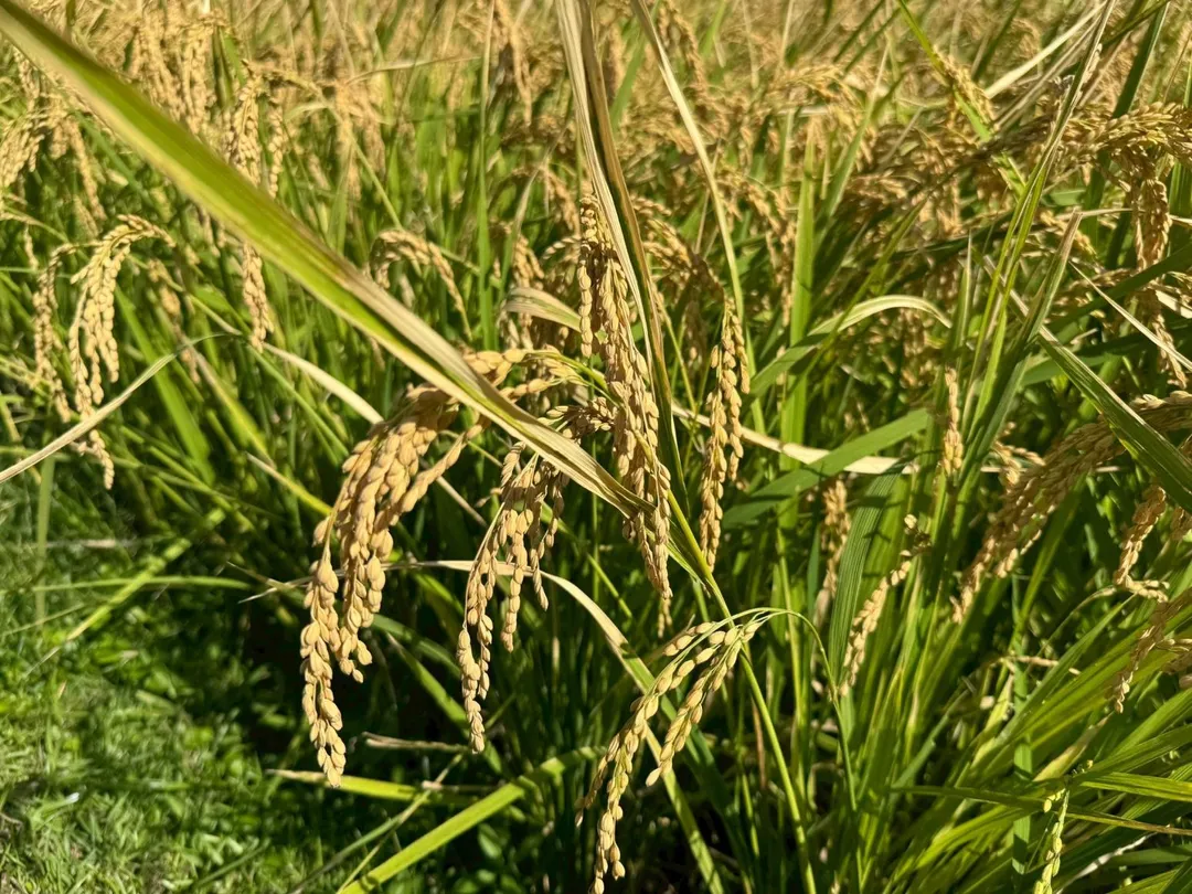 飽滿的稻穗。（圖／台北市產業局提供）