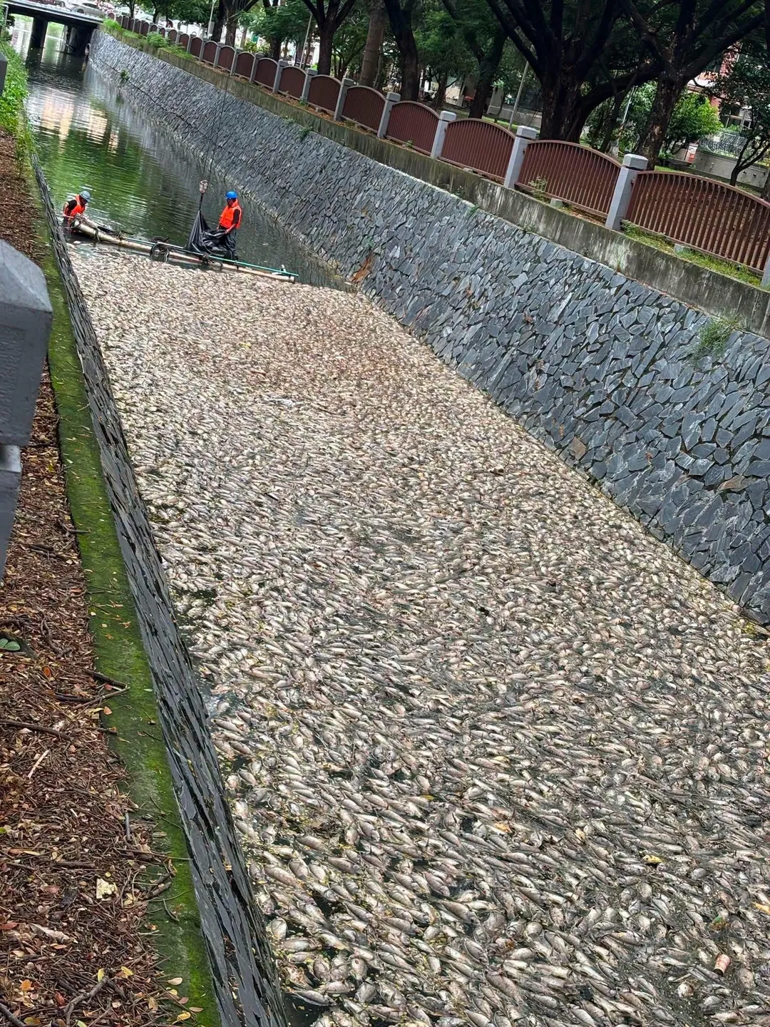 後勁溪死魚照片曝光。（圖／翻攝自白喬茵臉書）