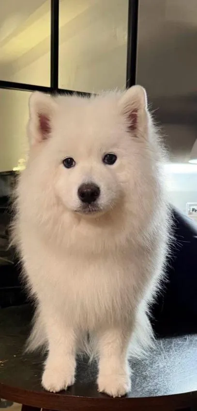 陳文茜的愛犬Shatoosh。（圖／陳文茜臉書）