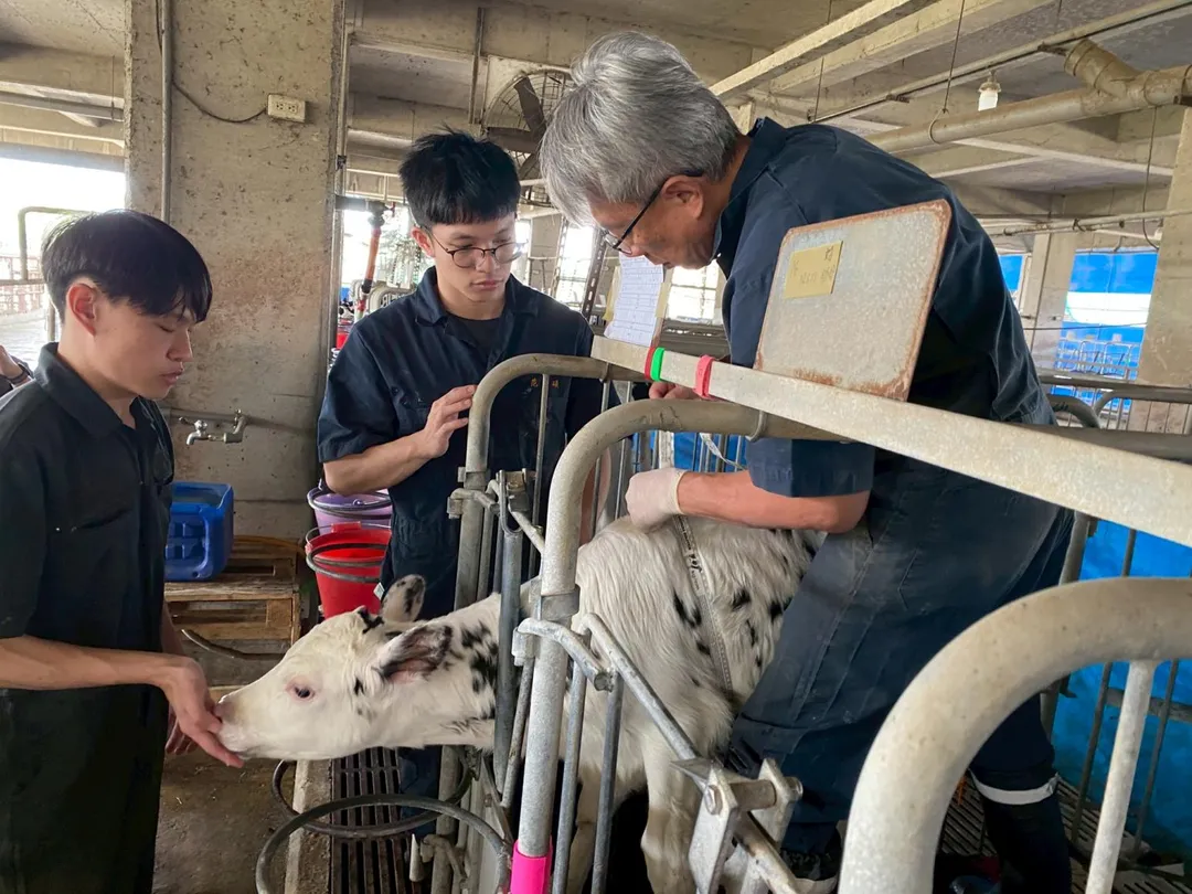 研究團隊直接從乳牛瘤胃篩選具功能性的菌株，使其更能適應乳牛體內環境並發揮穩定作用。（圖／生合生物科技）