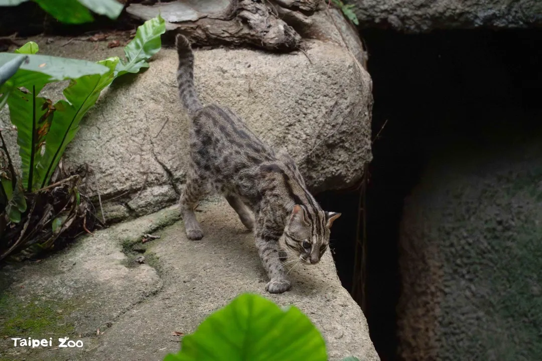 台北市立動物園邀請民眾在炎炎夏日的午後購買星光票入園，感受石虎與白天截然不同的夜間魅力。（圖／北市立動物園提供）
