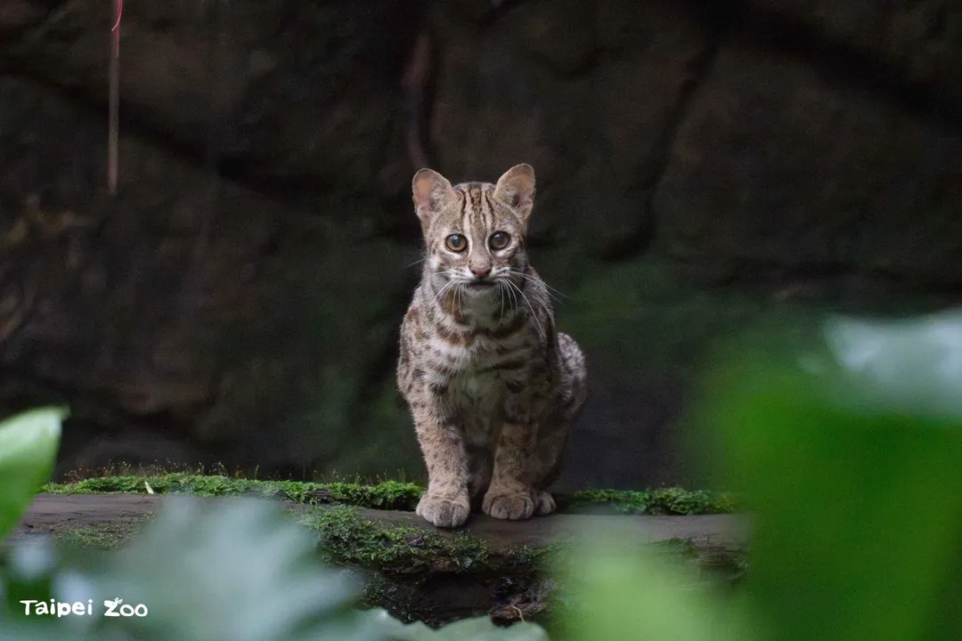 台北市立動物園邀請民眾在炎炎夏日的午後購買星光票入園，感受石虎與白天截然不同的夜間魅力。（圖／北市立動物園提供）