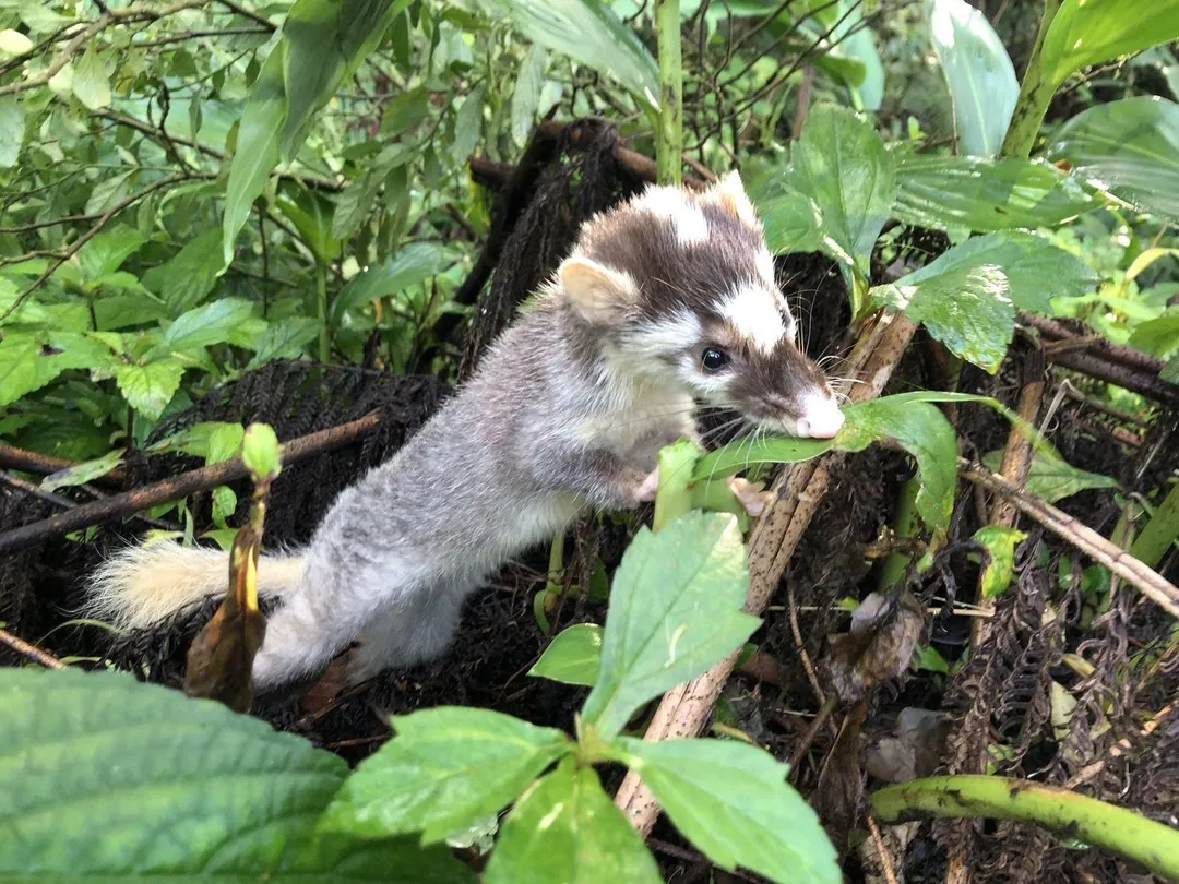 鼬獾常被誤認為白鼻心,鼬獾為高度狂犬病帶源動物,看到時千萬不要直接觸碰避免咬傷。(圖/新北動保處)