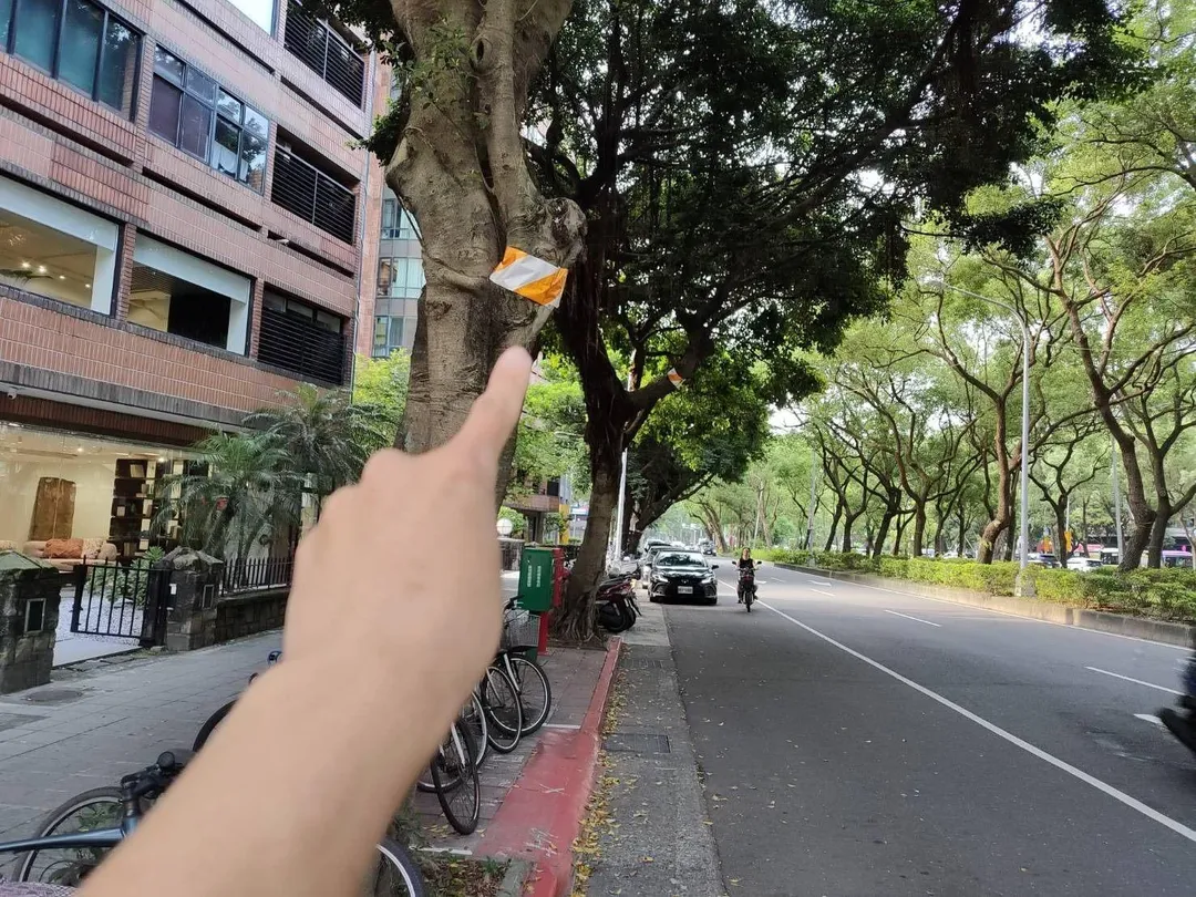 日前有網友在社群平台發布照片，指出台北市部分行道樹主幹被纏繞紅白警示帶，質疑此為市府準備移除樹木的「砍樹標記」，引發民眾關注與討論。（圖／台北市政府提供）