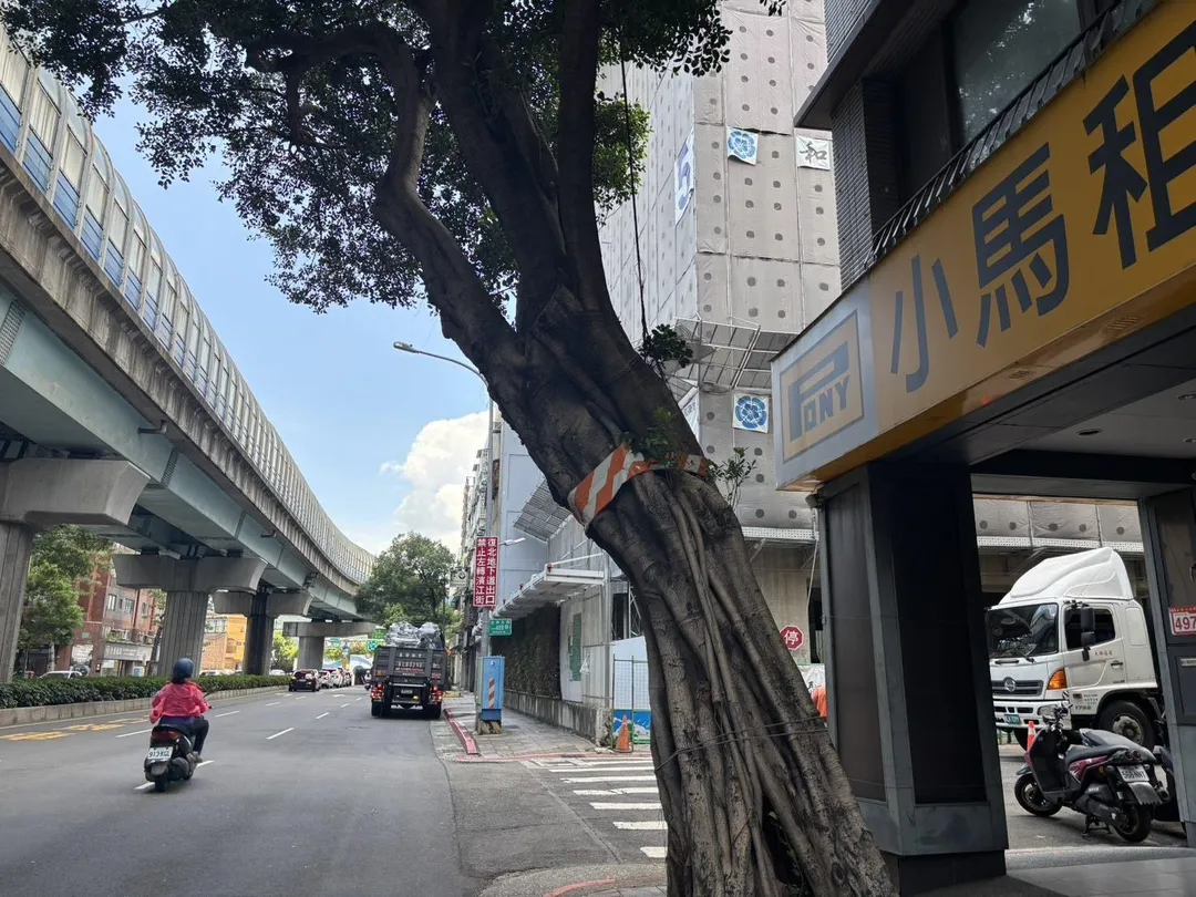 台北市政府工務局公園處鄭重澄清，警示帶的設置目的並非標示移除樹木，而是因部分行道樹受樹形生長、枝幹延伸或主幹傾斜等因素影響，為提醒用路人注意通行安全所採取的警示措施。（圖／台北市政府提供）