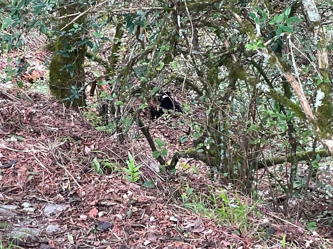 油婆蘭山屋附近發現台灣黑熊。(圖/翻攝自臉書/登山通報社)