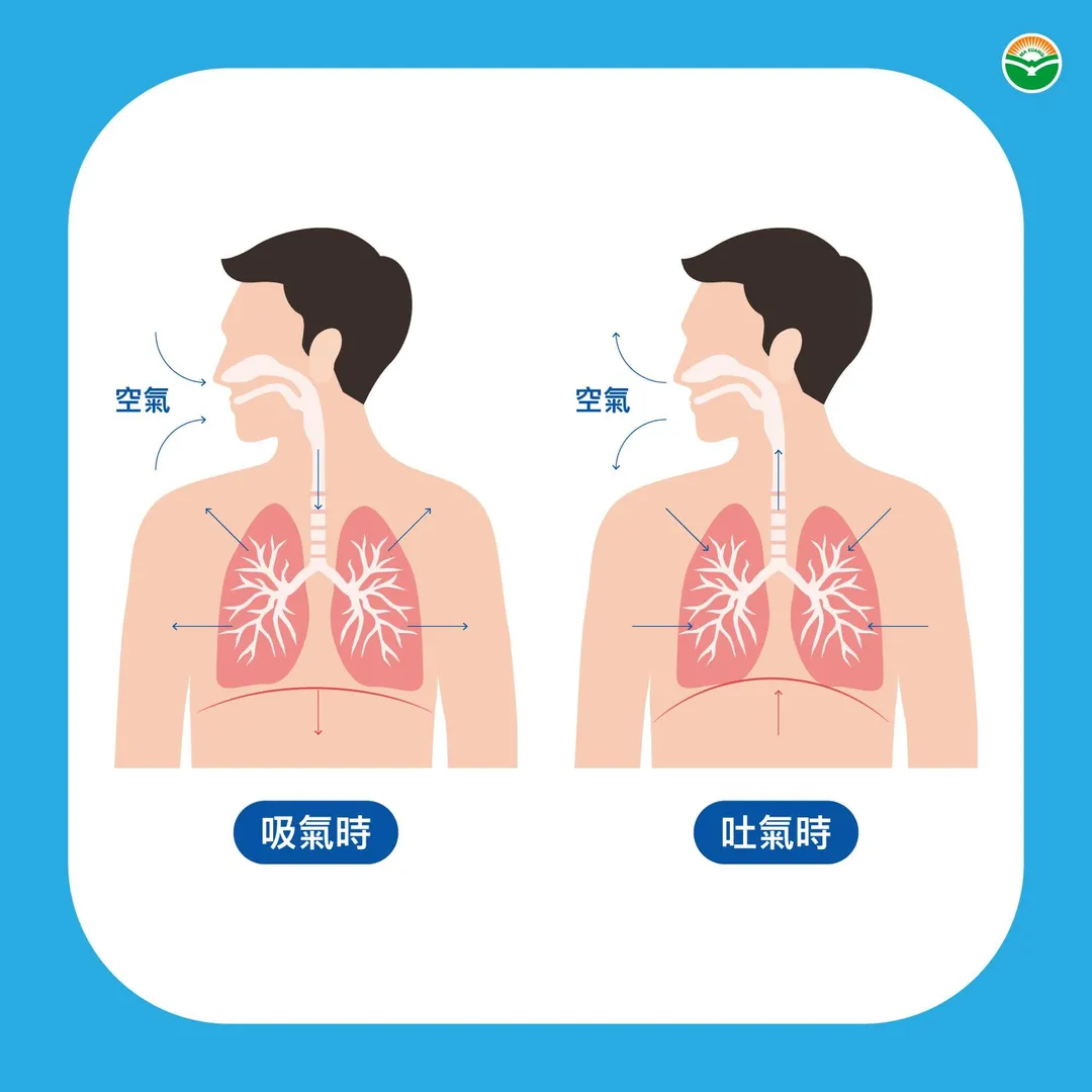 吸氣時,橫膈膜收縮下降,肺部空間隨之擴大,肺內壓力下降,空氣自然流入。(圖/馬光中醫)