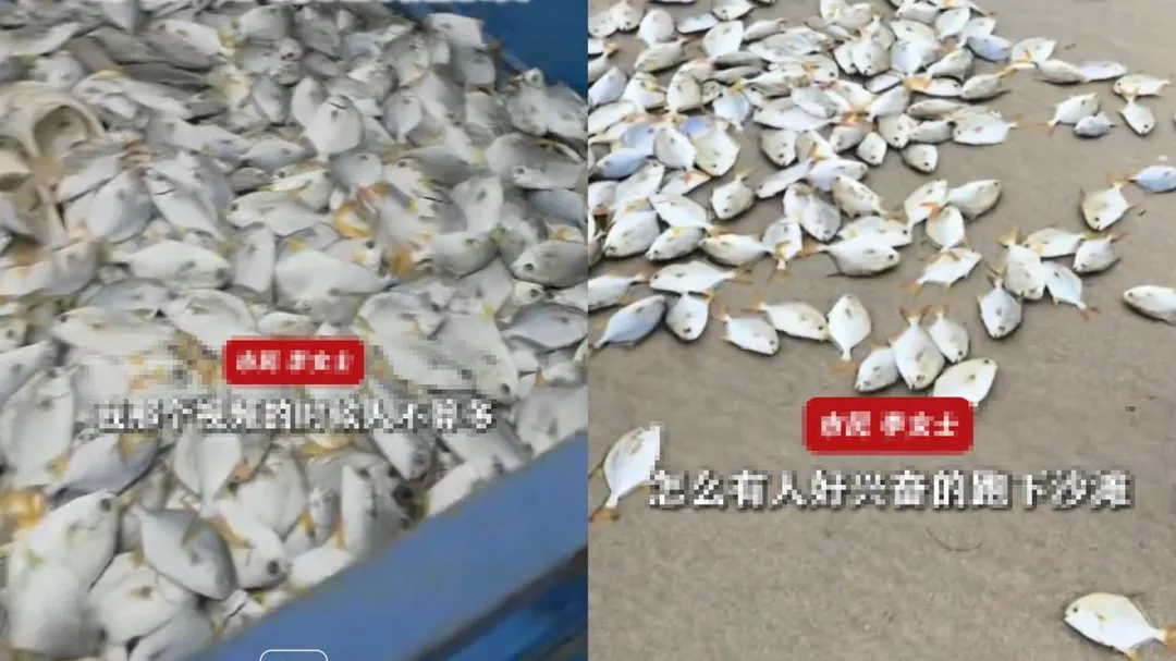 惠州一處海灘出現大量金鯧魚。（圖／翻攝荔枝新聞）
