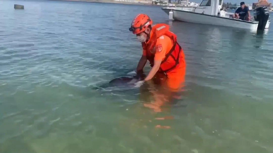 澎湖馬公鎖港南堤海堤今（28）日清晨驚見海豚迷航，安檢所人員獲報後迅速趕赴現場持續潑水保濕。(圖/翻攝畫面)