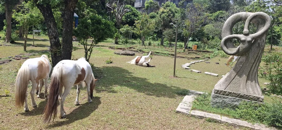 小馬到綠地優閒打滾吃草。(圖/新北動保處)
