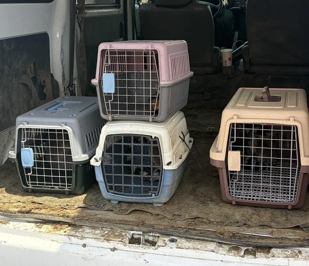 執法人員於賣家廂型車後車箱查獲5隻環尾狐猴，當場依法查扣並帶回新北動保處安置照護。（圖／新北市政府）