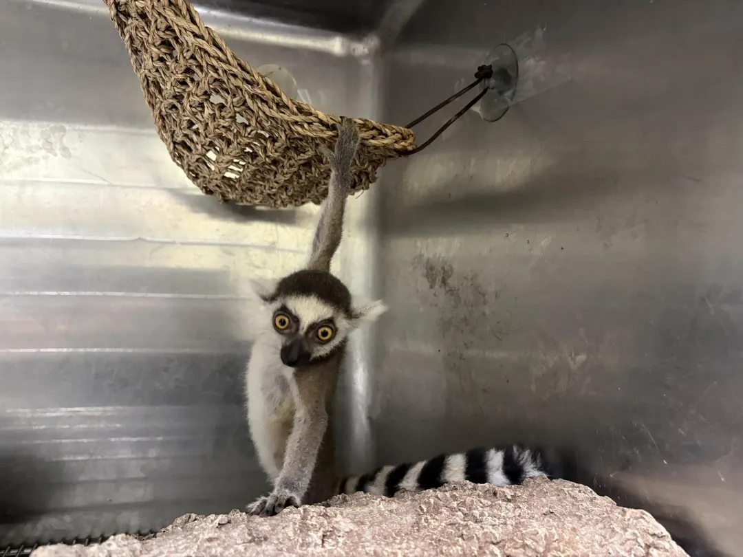 靈長類動物若照護不當易引發疾病與毛髮結節，私自飼養保育類最高可處150萬元罰金。（圖／新北市政府）