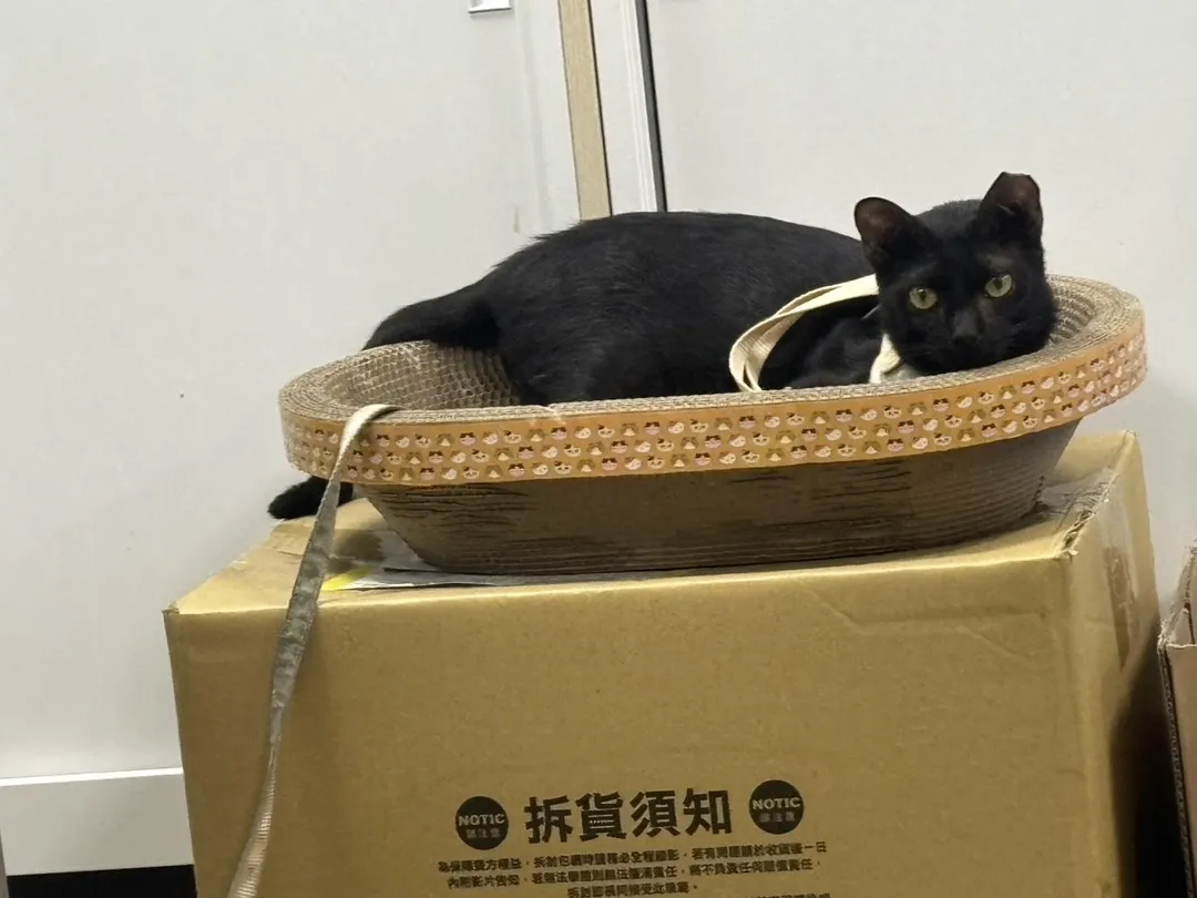 「炭炭」出來放風也都會自行乖乖地待在貓抓窩內,不會應激也不會吵鬧,等待有人來摸摸牠陪牠玩。(圖/新北市政府動物保護防疫處提供)
