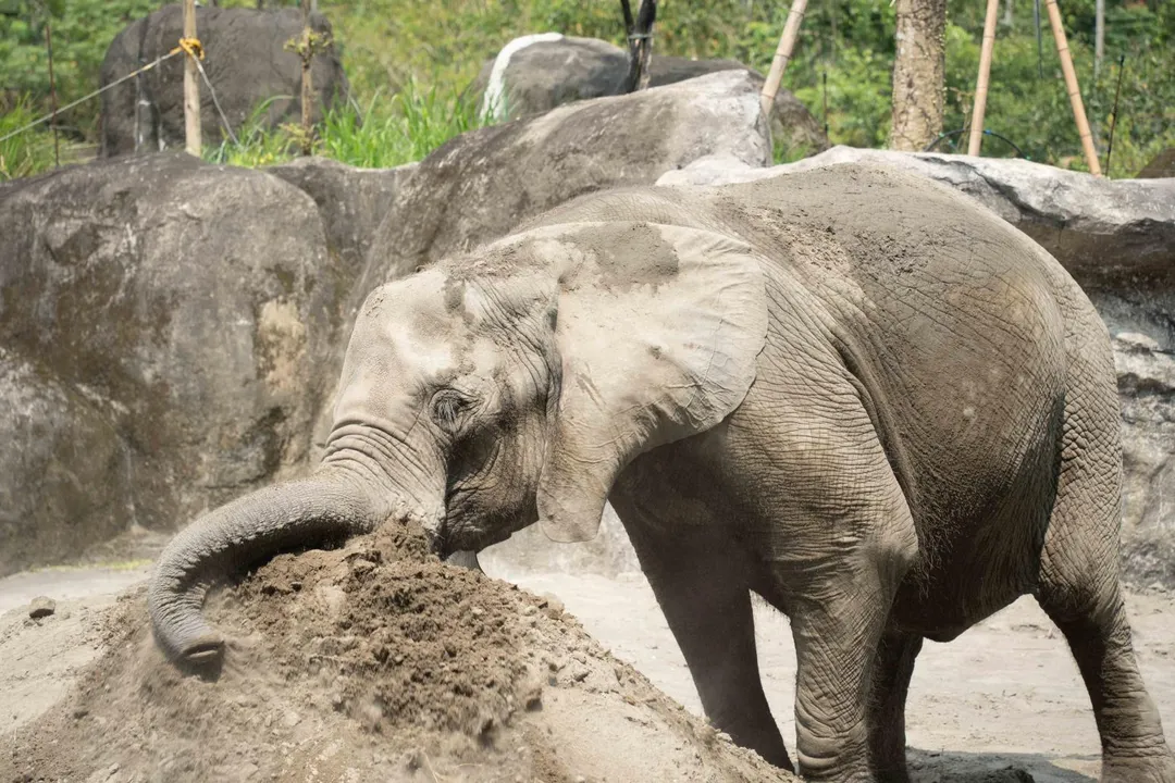 非洲動物區為大象們準備沙堆提供大象推土噴灑玩耍運動。（圖／台北市立動物園提供）
