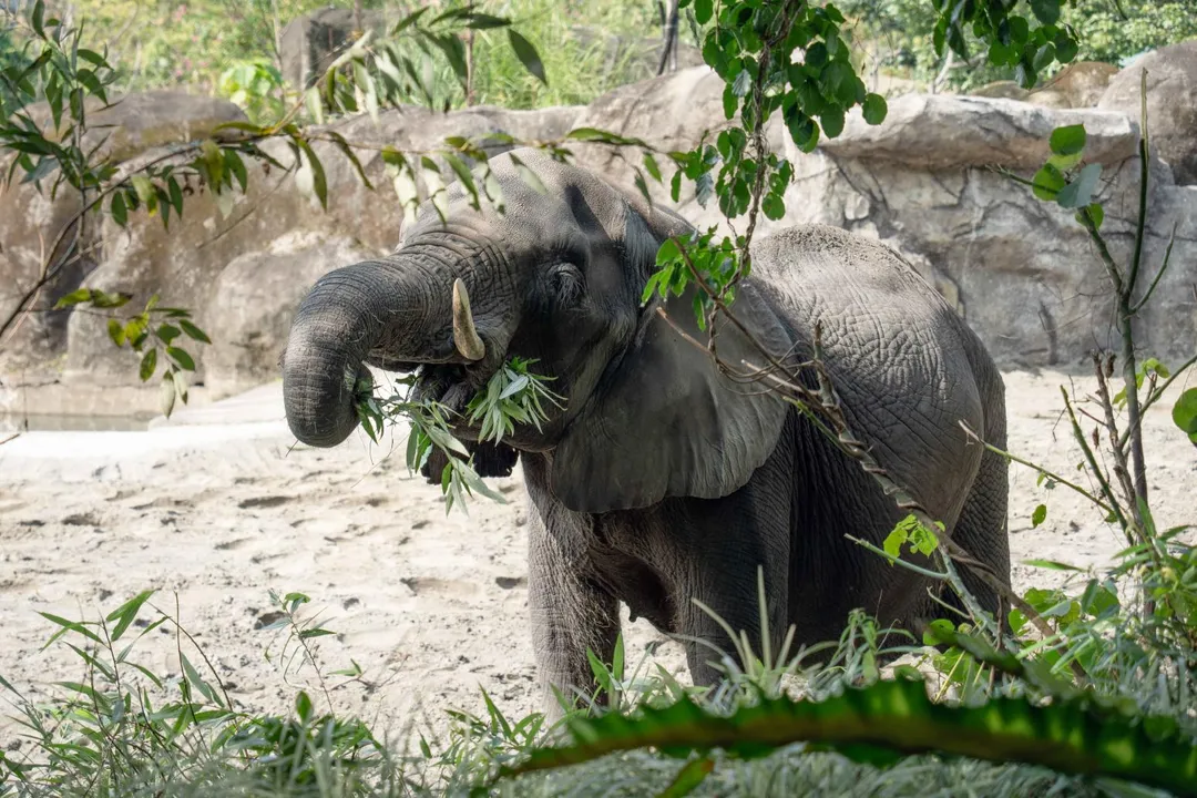 非洲象會負責整理居家周圍的植栽當點心。（圖／台北市立動物園提供）